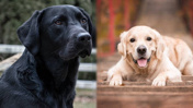 Eğitimli köpekler koklayarak Parkinson hastalığını tespit etti