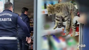 Zabıtalar gözlerine inanamadı! Market buzdolabından kedi çıktı