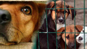 İçişleri Bakanı'ndan 'sokak köpekleri' açıklaması: 6 aya kadar kalmayacak