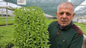 Sigara fabrikasından emekli olunca yeni bir hobi buldular: Yılda 1,5 milyon fideyi 7,5 TL'den satıyorlar