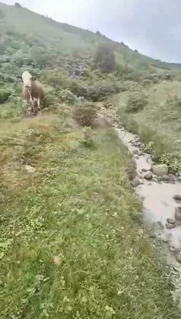 Karadeniz'in eşsiz yaylası ranta teslim oldu! Derelerden çamur akmaya başladı - Resim : 5