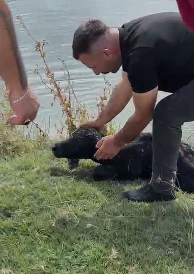Devriye gezen belediye personeli suda çırpınan yavruyu son anda kurtardı - Resim : 2