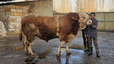 1 ton 190 kiloluk “Bahri” 500 bin liraya satıldı