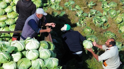 5 liraydı, 15 lira oldu: Bafra lahanası hasadı karlı kapattı