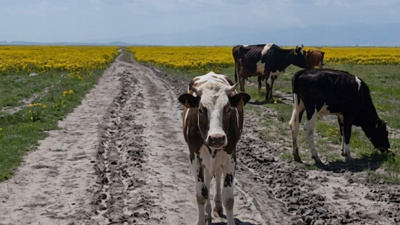 Bunu ancak inekler yapar: Yediler bitirdiler talan ettiler