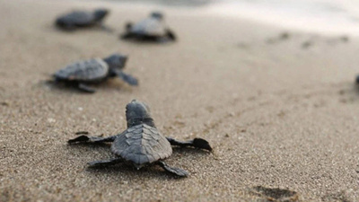 Belek'te sezonun İlk caretta yuvası tespit edildi