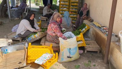 Türkiye'nin en lezzetli asma yaprağı için hasat başladı