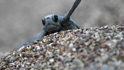 Caretta carettalar geri döndü: Yumurtlamaya başladılar