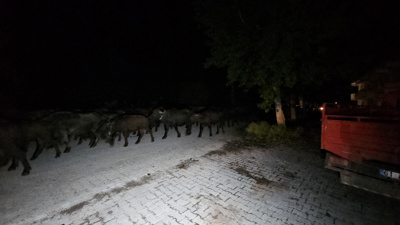 Kelkit Çayı'ndaki taşkın riski nedeniyle köy boşaltılıyor