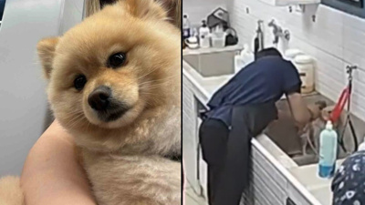Köpeği yıkarken öldürdü: Sahibine 'yenisini verelim' dedi