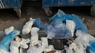 İzmir’de vahşet: 33 kedinin cansız bedeni bulundu