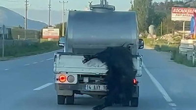 Kurbanlık hayvanı kamyonetin arkasından sarkıtarak taşıdı!