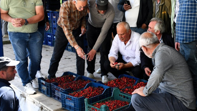 Kilosu 330 liradan açık artırmayla satılıyor