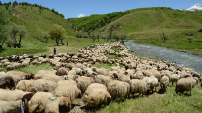 100 tosunla Muş'a geldiler: 6 ay tepelerde çadırlarda yaşayacaklar