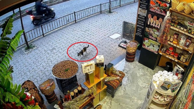 "Sakar" kedi adının hakkını verdi: Tek patisiyle ortalığı birbirine kattı