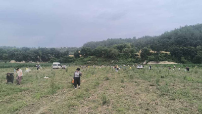 Çiftçi satamayınca bedava dağıttı: Tarlaya koştular