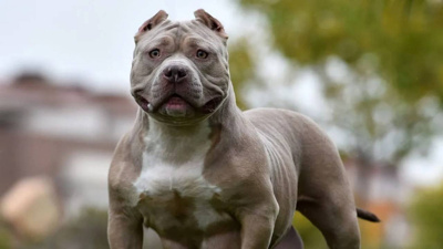 Çocuk ve köpek aynı odada kalamayacak! İki ülkeden tartışma yaratan karar