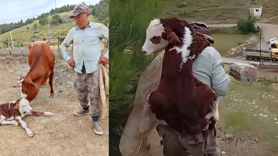 Kaybolan ineğini aramaya çıktı, sırtında buzağıyla döndü