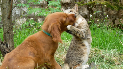 Evcil dostlar da tehdit altında: Kedi ve köpekler 'mıknatıs' gibi çekiyor, eve taşıyor