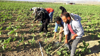 Herkes uyurken onlar yola düşüyor: 600 kilometre uzaktan gelip 14 saat ter döküyorlar