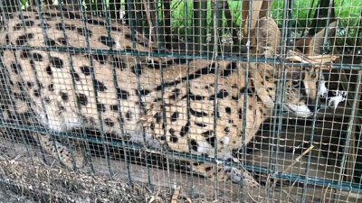 Nesli tehlikedeki vaşak ve serval kedileri satacaklardı! Yaka paça yakalandılar