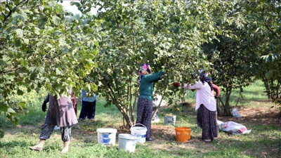 Fındık hasadı öncesi ücretler açıklandı! Günlük yevmiye belli oldu