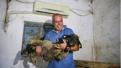 Adana sıcağına dayanamayan koyunları için ahıra klima taktırdı
