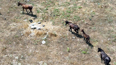 İstanbul'da şaşırtan görüntü! At sürüsü bir oraya bir buraya gidiyor