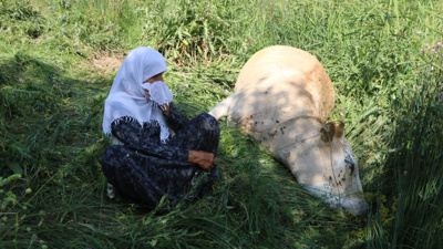 Ailenin tek geçim kaynağı uçurumdan düşmüştü: Yerine 2 inek ve 2 buzağı bağışlandı