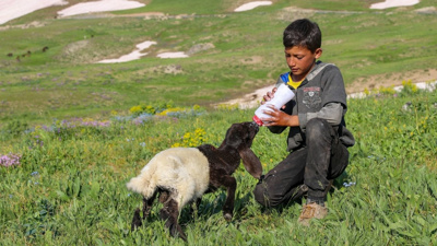 2 bin 625 rakımda bereket yağdı: Meralar otla doldu, süt verimi tam 10 kat arttı