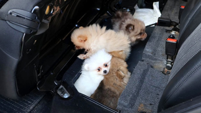 Koltuğun altına gizlemişler: Kapıkule'de 5 Pomeranian yavrusu son anda kurtarıldı