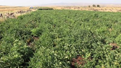 40 derece sıcakta hasat başladı! İlçede 10 köyde yapılıyor
