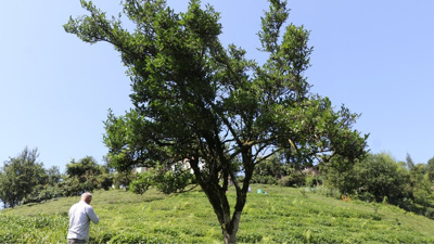Karadeniz'de sadece 2 tane var: 70 yıldır kimse dokunmadı, boyu 5 metreye ulaştı