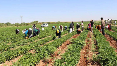 Bursa'da üretiliyor Hollandalılar bayılıyor: 500 ton garantisi var