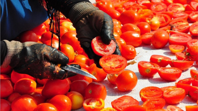 12 kilodan sadece 1 kilo çıkıyor: 91 ülkeye gönderiliyor ama çiftçi kan ağlıyor