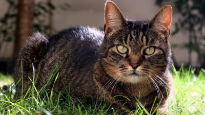 17 yıl önce izini kaybettirmişti... Kedi Mozart yangın tahliyesi sırasında bulundu