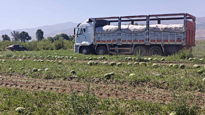 Hasadı başladı: Güneşin altında topluyorlar! Tır tır yolluyorlar
