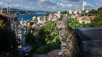 İstanbul'un gerçek sahipleri: Sokak kedileri şehri pati pati fethetti