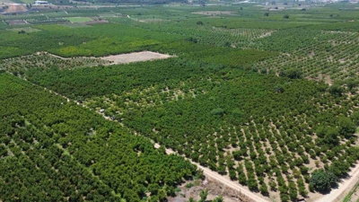 Bilecik’te yetişiyor, Rusya ve Ukrayna’ya gidiyor! 42 bin 500 tonluk hasat başladı