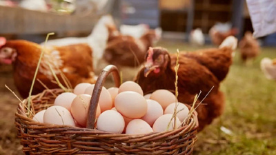Organik yumurta sınıfta kaldı!