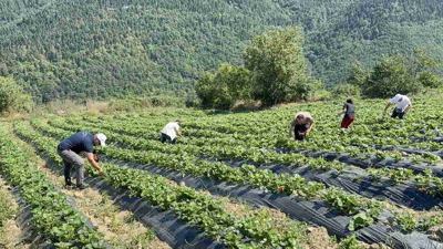 1000 rakımda denediler ilk sonuçlar şaşırttı: Yeni gelir kapısı oldu