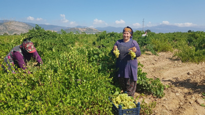 5 farklı çeşidi tarladan topluyorlar: Dönümünden 1200 kilo çıkıyor
