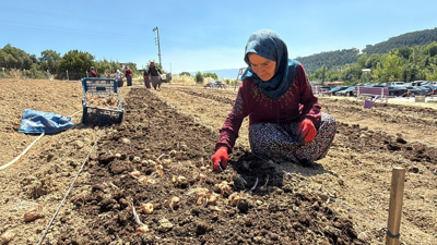 Kilosu 650 bin lira: UNESCO korumasındaki ilçede ekimi başladı