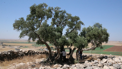 1332 yıldır sulanmadan ayakta: Cudi her yıl 50 kilo zeytin veriyor!