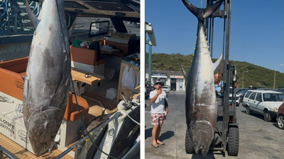 Boyu 2.8 metre, ağırlığı 260 kilo! Tekneye çıkarmak için 1 saat uğraştılar