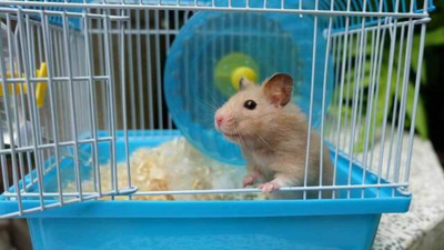 Oteldeki korkunç plan telefondan çıktı! 50 hamsterın öldürüldüğü anlar kaydedildi