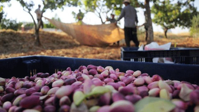 Popüler lezzetin karanlık yüzü: Bir kilonun bedeli 7.600 litre su!