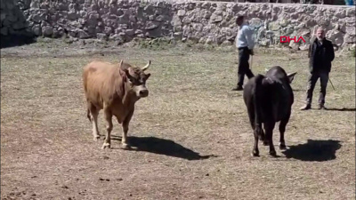 Festival kapsamında güreştirilen boğa kapıdan atlayarak arenadan kaçtı