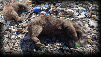 Bingöl’de 3 bozayı ölü bulundu! Valilikten açıklama