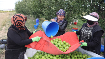 16 milyon ağaçtan 30 bin işçi tek tek topluyor: Parmak izi bile bırakmıyorlar